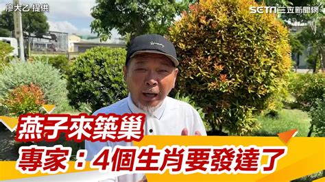 燕子築巢方向|燕子築巢＝風水寶地 民俗專家：這「4個生肖」準備在。